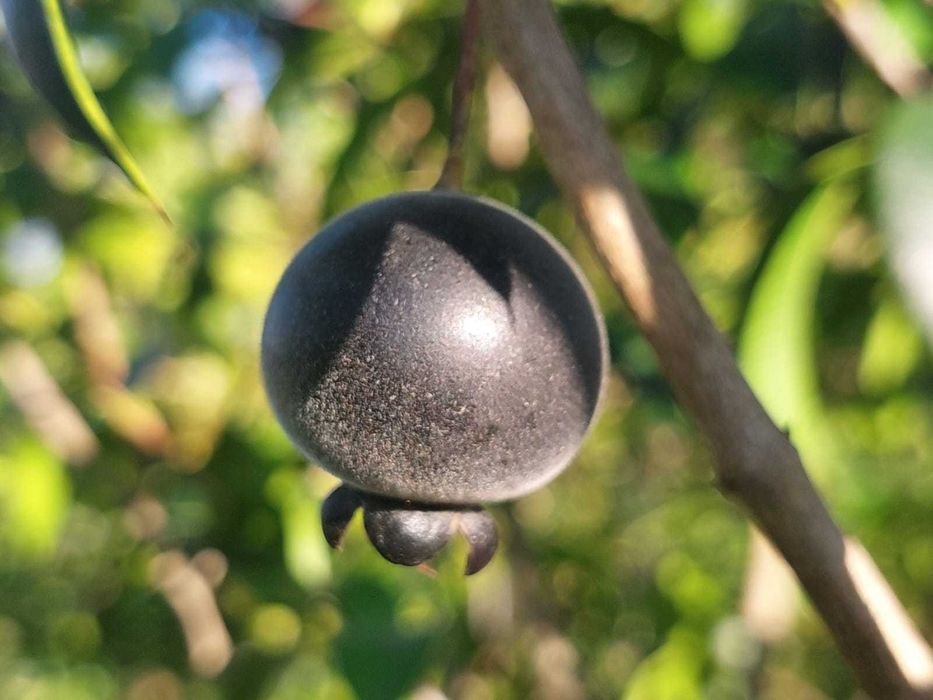Guabijú - Myrcianthes pungens