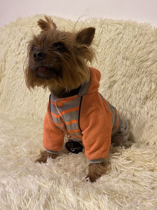 Трикотажный комбинезон для собак Йорк оранжевого цвета. Куртка