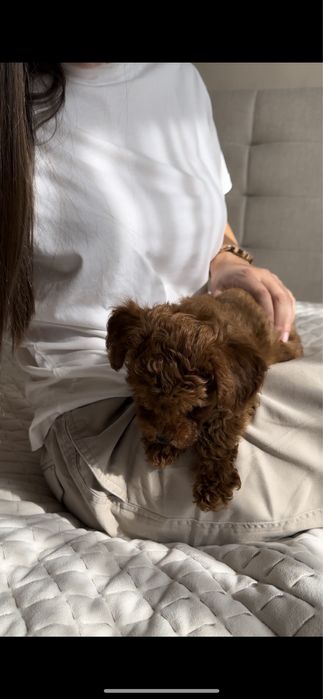 Малюки той пудель