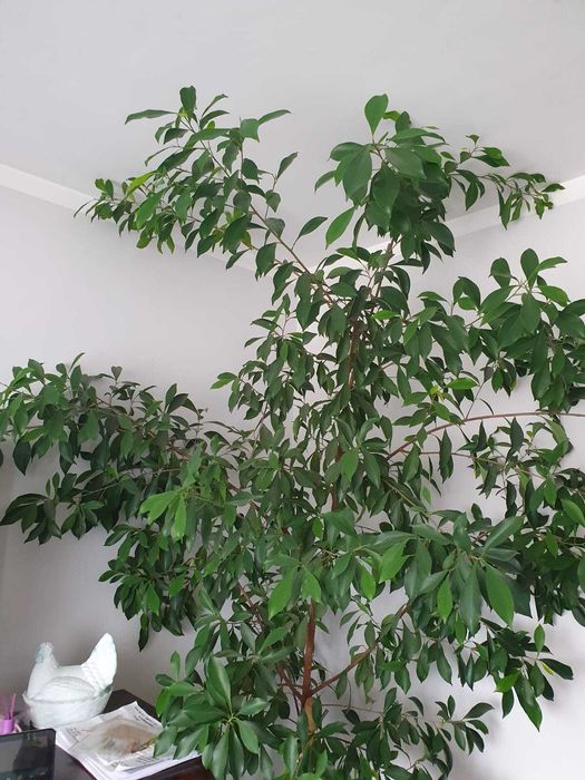 Drzewo Cytryny, Cytrynka - może fikus Benjamina ?