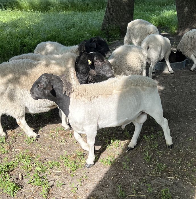 Барани та ярки породи Дорпер