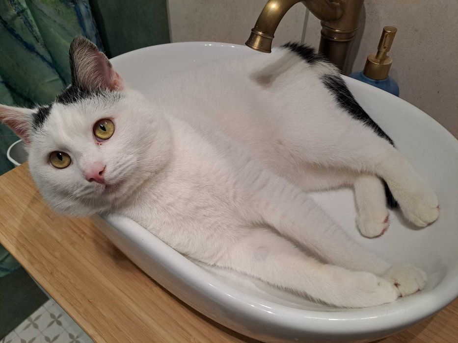 Dorosły kocurek szuka domu