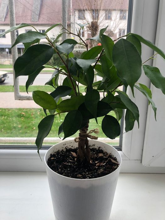 Фікус Бенжамін плетений