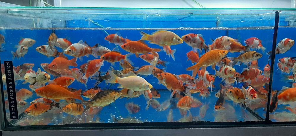 Karaś KOI ozdobny ryby do oczka wodnego