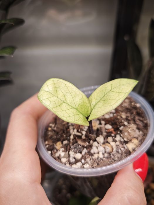 Zamioculcas Zenzi Akebono