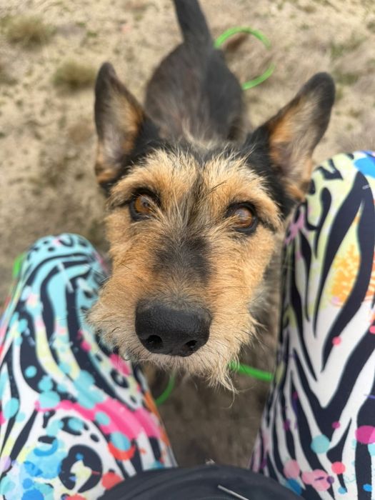 Piksel malutki terierek do adopcji