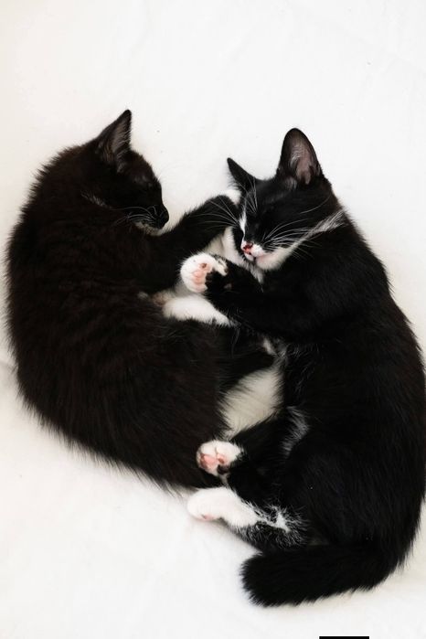 Kocięta kociaki do adopcji szukają domu