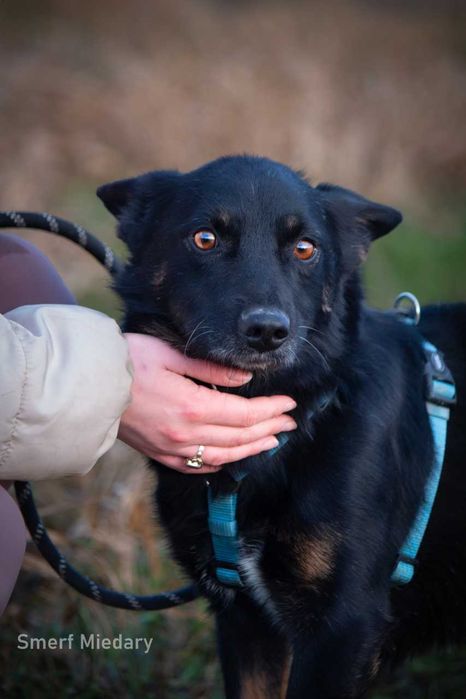 Smerfik- popatrz w te oczy i pokochaj ADOPCJA