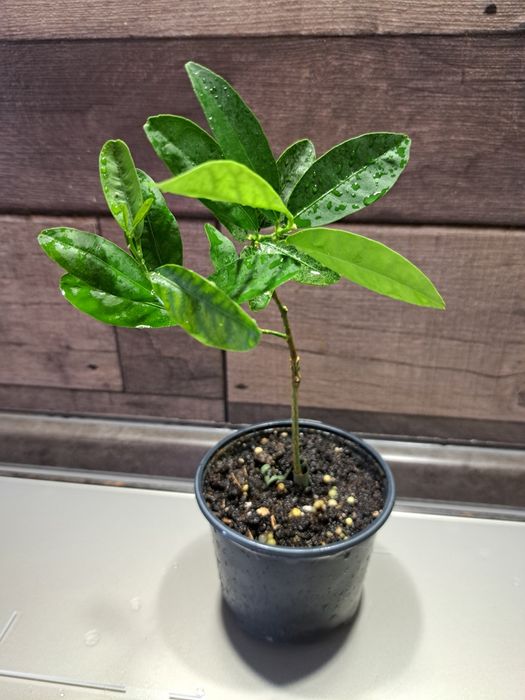 Щеплений лимон(лаймкват) Юстис