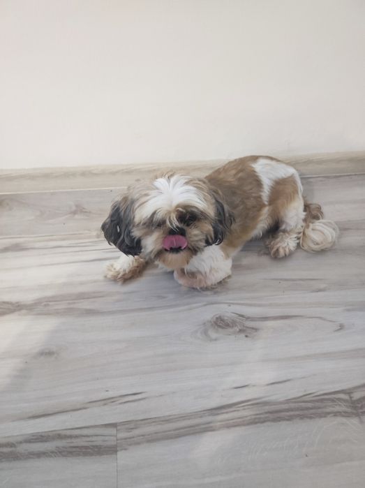 Shih TZU TRI kolor