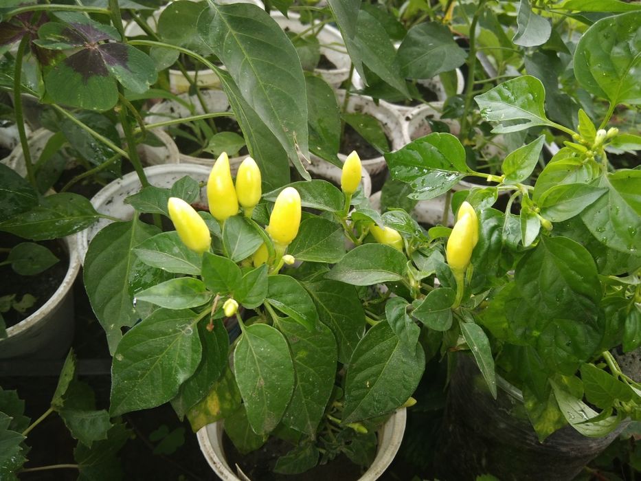 перчик комнатный