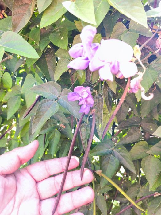 Sementes de Vigna Caracalla (planta elefante ou caracoleira)