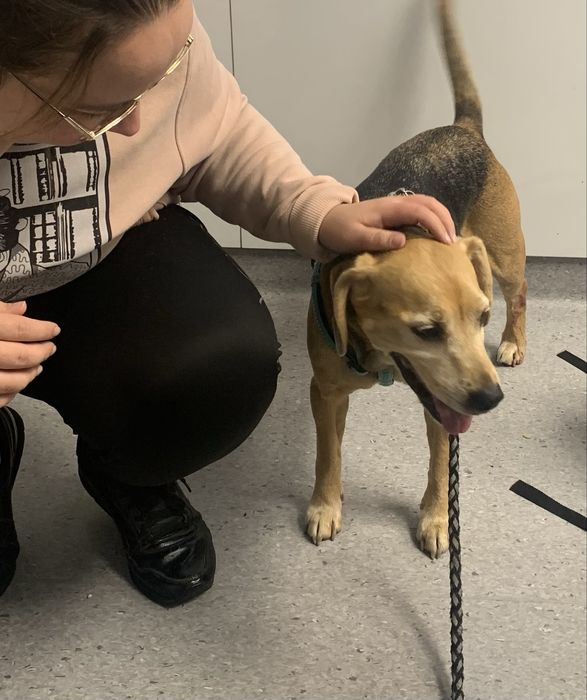 PILNIE potrzebny dom dla starszej, łagodnej suni a'la beagle