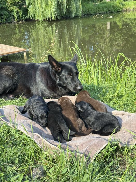 цуценята німецької вівчарки