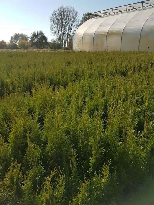 Thuja Szmaragd od 2,50 zł – 40-70 cm – P9