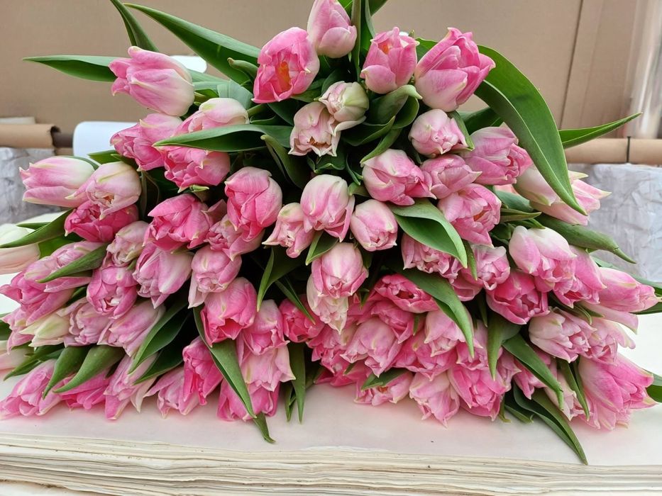 Тюльпани оптом до 8-го березня!