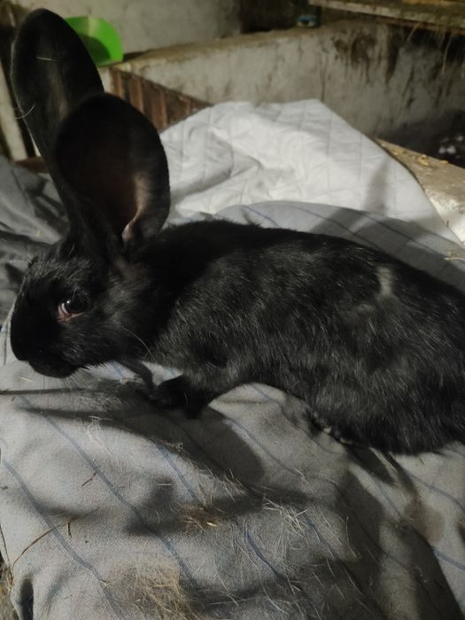 Sprzedam młode króliki