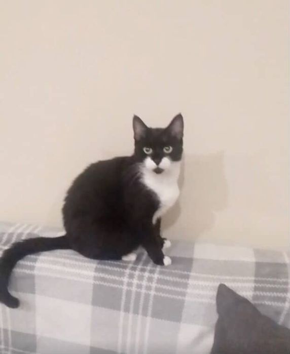 Зникли дві кішки — Ужгород, Минай (вул. Канальна, Парковий)