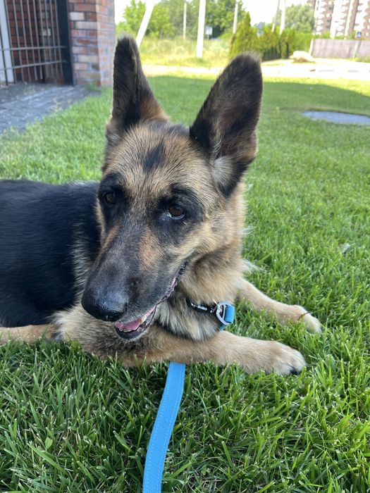 Знайдена найдена собака вівчарка овчарка, яка пропала