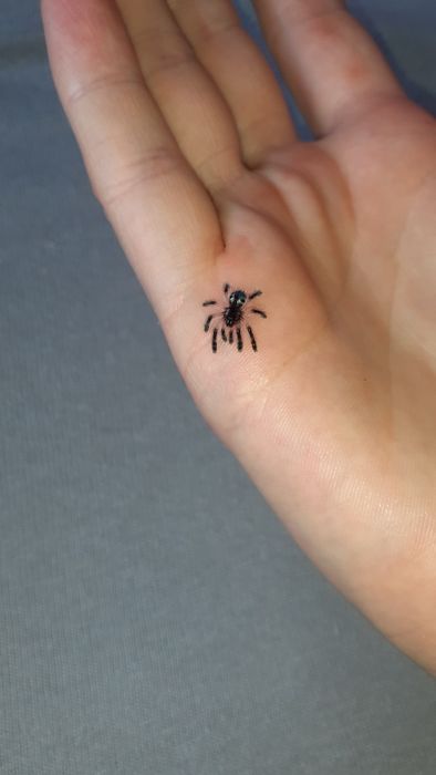 Typhochlaena seladonia L1/2