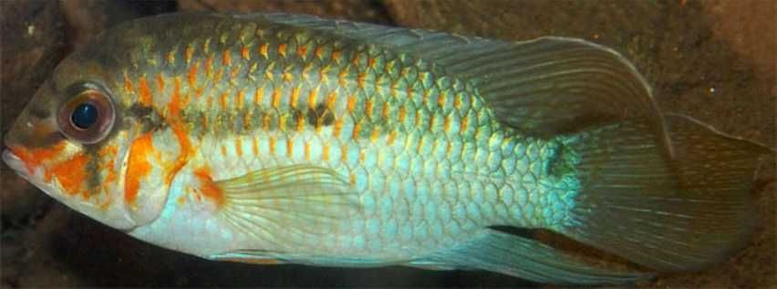 Krobia xinguensis pielęgnica z Rio Xingu - młode 2-4cm