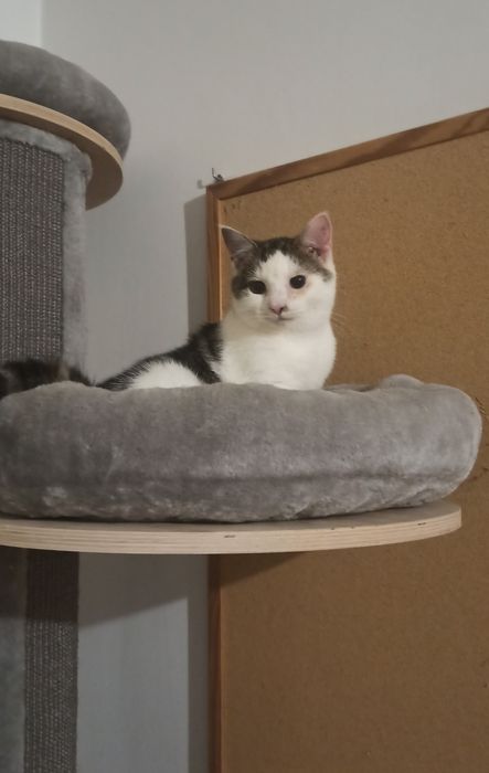 Kocurek Karolek czeka na dom