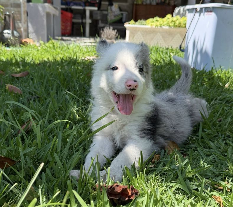 Menino border collie olho azul blue merle