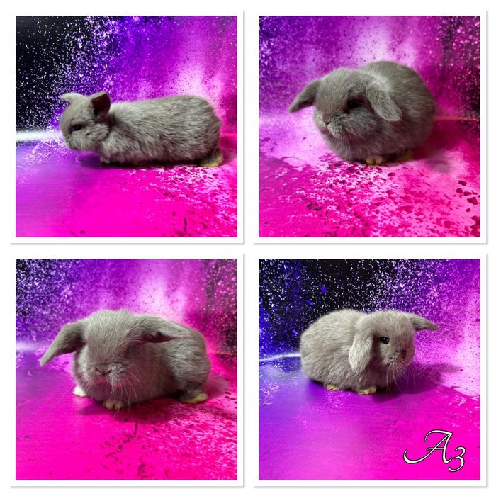 Mini Lop - odbiór koniec czerwca/początek lipca