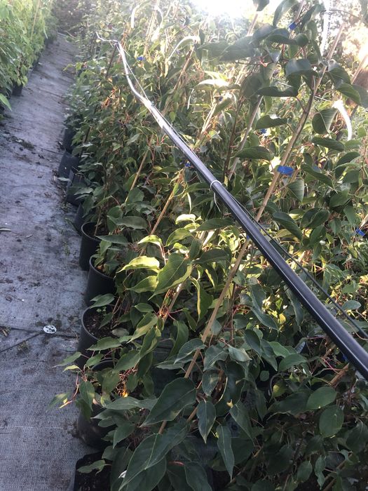 Актинидия 3 річна. Червоні та зелені плоди.