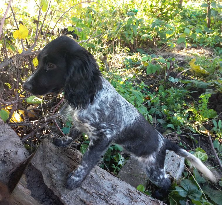 Цуценя РМС руський мисливський спаніель російський спанієль 4 м КРАПКА