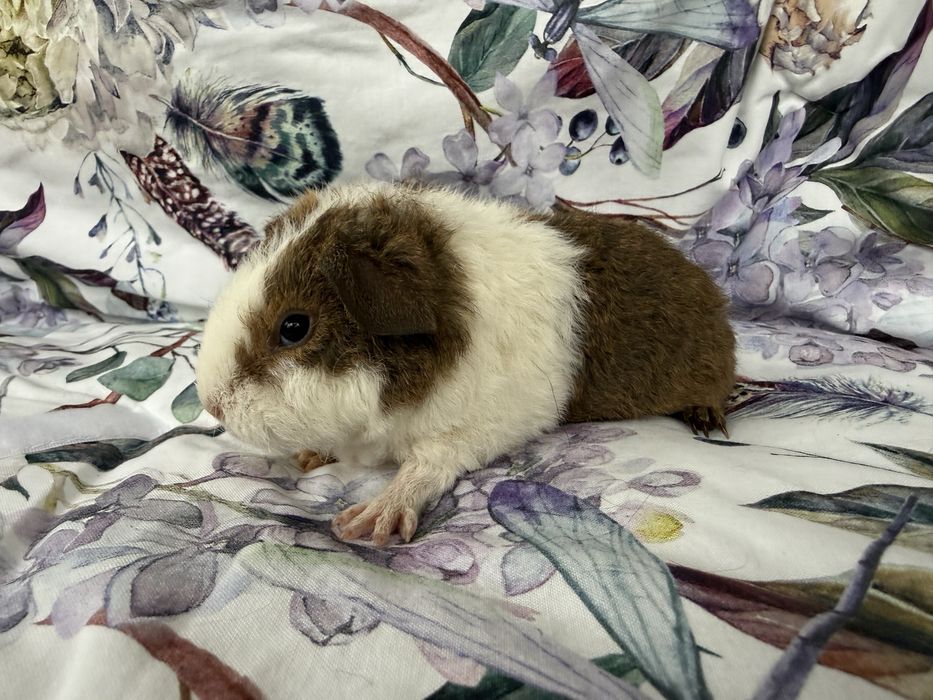 Świnki Morskie - US Teddy, Hodowla CCP