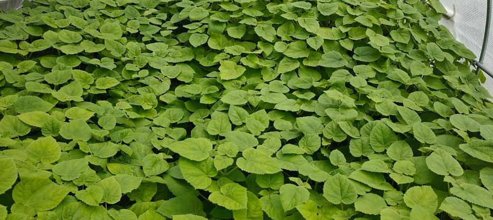 Drzewo tlenowe Paulownia Oxytree