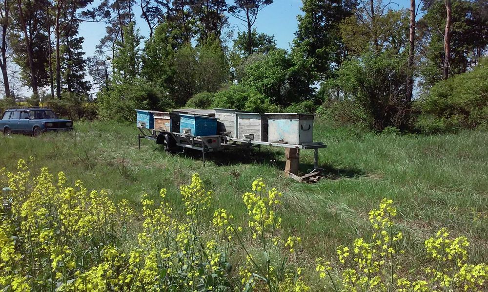Продається пасіка