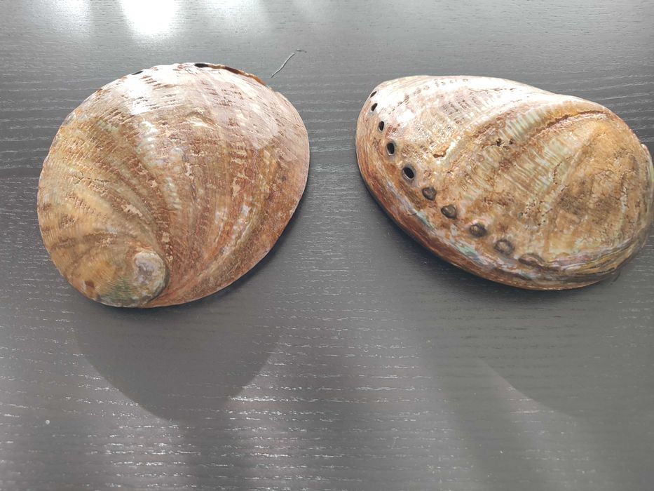 Conchas madrepérola