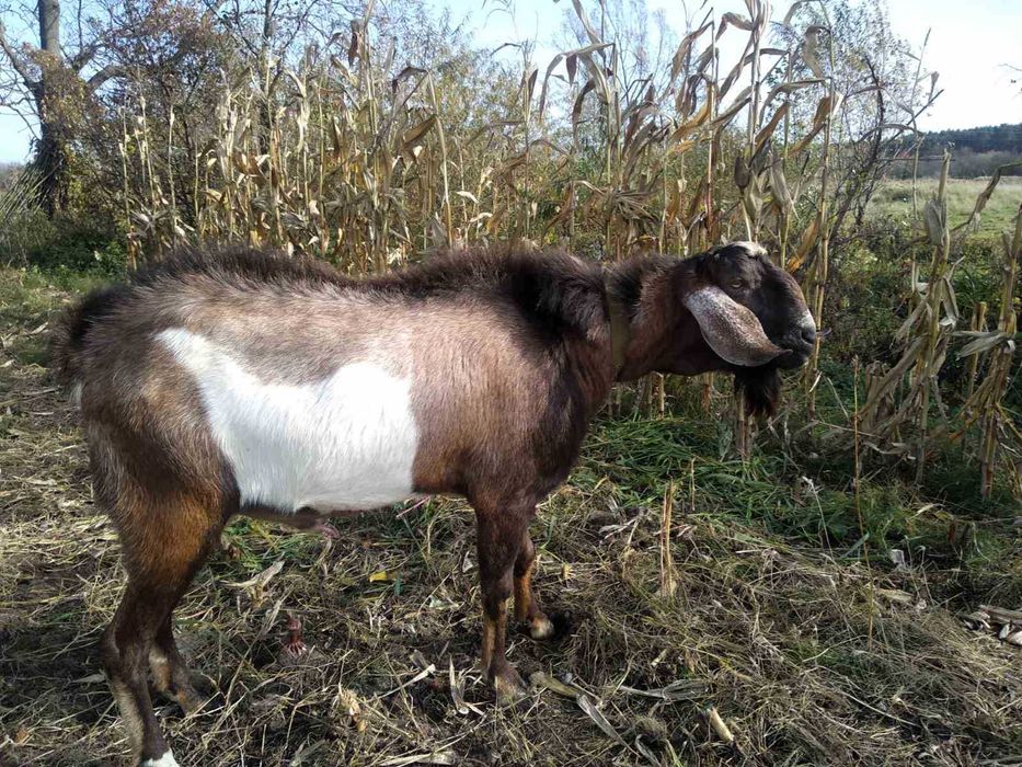 Англо-нубійський 100% цап, козел для парування, в'язка