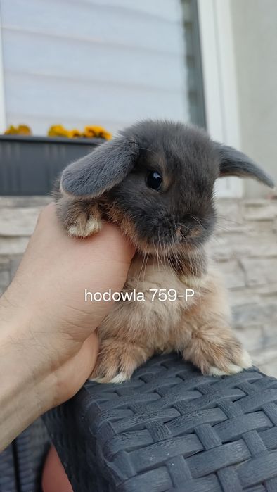 Mini lop króliki karzełek miniaturka baranek hodowla