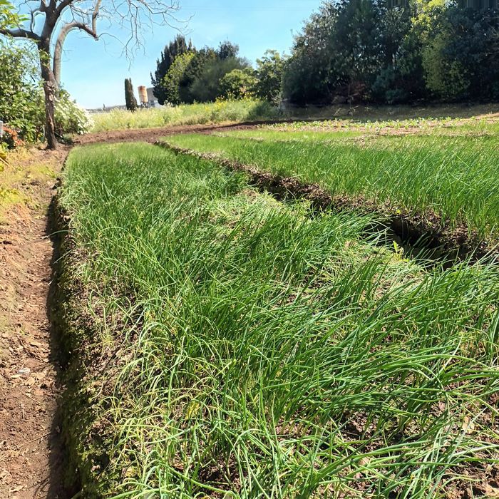 Cebolo de qualidade.