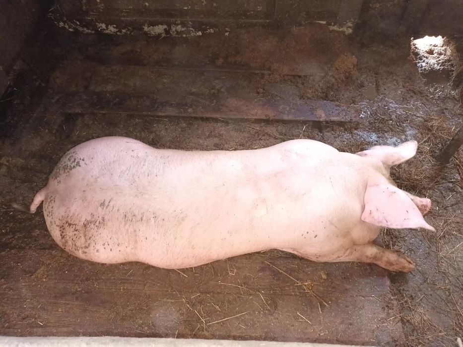Продам м'ясні свині домашні свині