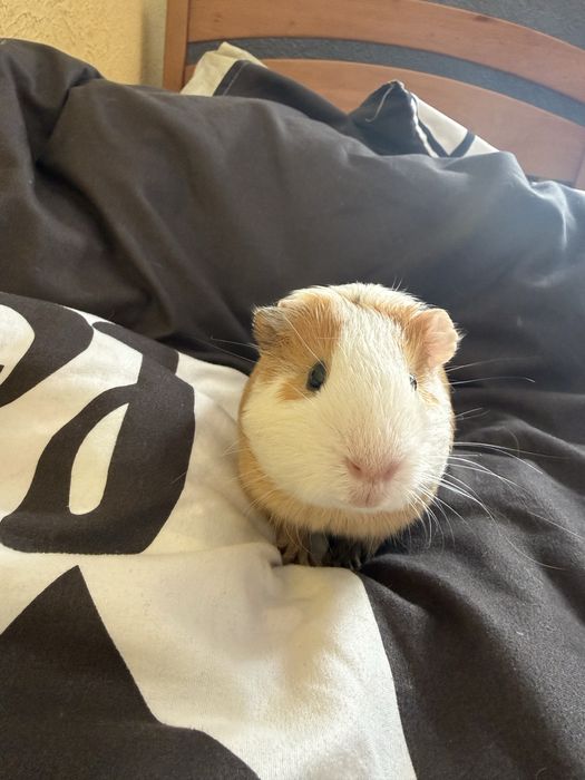 Морська свинка з кліткою