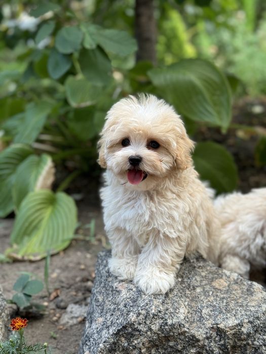 Мальтіпу хлопчик в типажі тедді