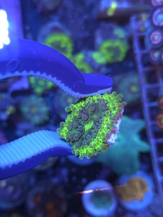 Ricordias, discossomas