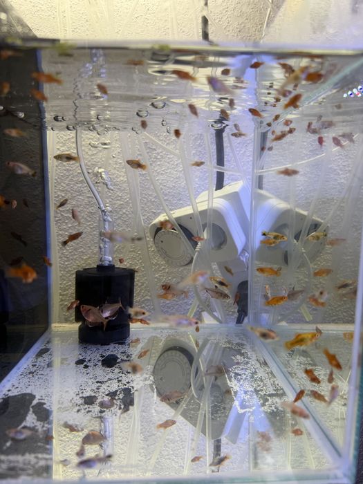 Peixes Ornamentais à Venda – Guppy, Platy e Molinésia