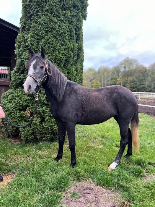 Klacz C grupa 4lata 140cm