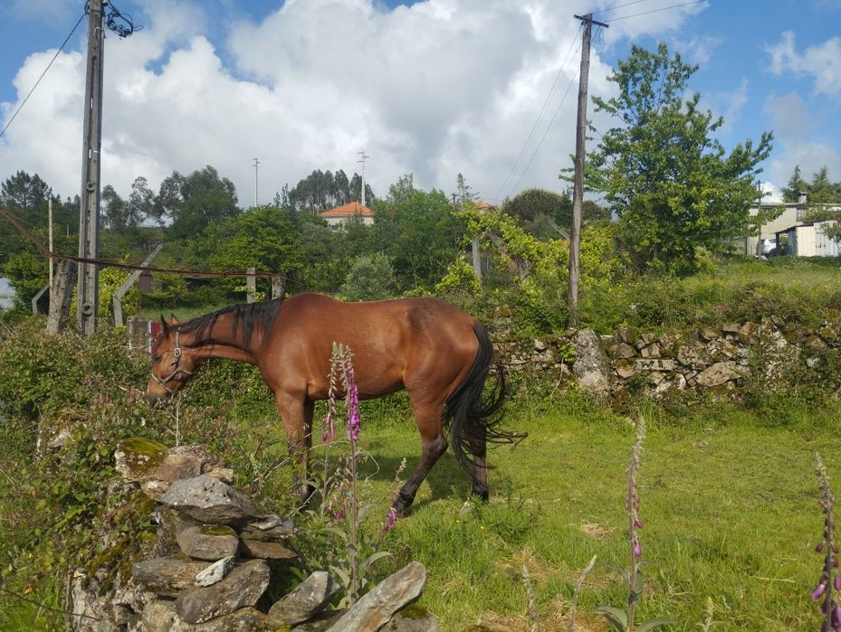 Cavalo e arreios