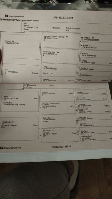 Wałach oldenburdszki 5 lat