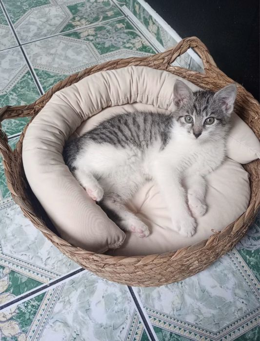 Лежанка для котика/песика