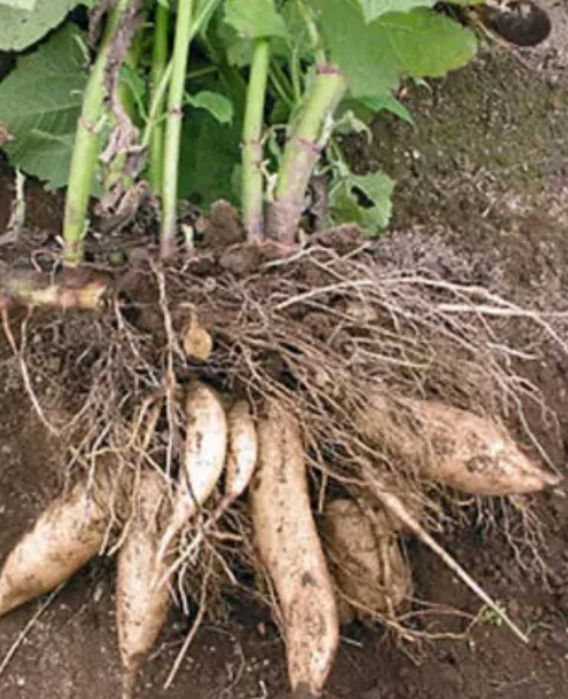 Batata yacon batata diabética