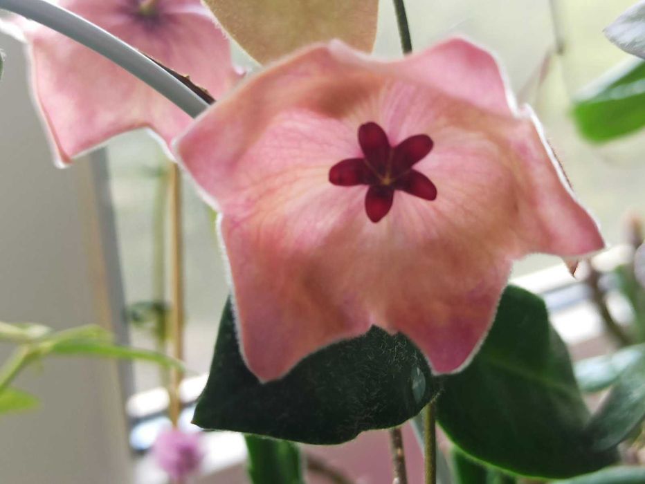 Хойя Patella Pink Пателла Пинк укорененная