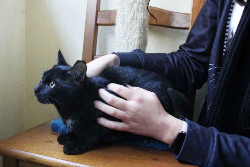 CASTRADO | Gato juvenil disponível para adoção responsável