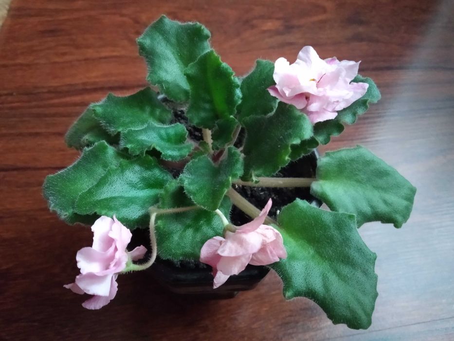 Фіалки сортові рожеві